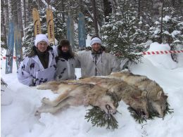 Feed back about wolf hunting, February 2019