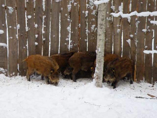 The breeding of wild boars