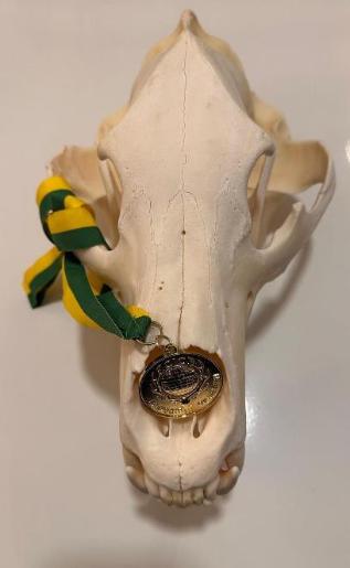 Gold für Braunbär