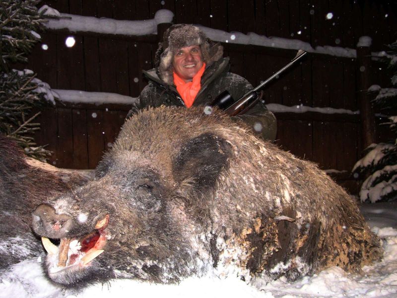 Wild boar «battue»