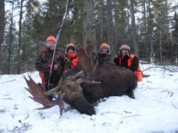 Elk battue, November 2014