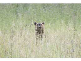 Brown bear hunting. New film