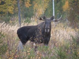 Elk hunting during the rut
