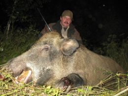Wild boar hunting - 2011
