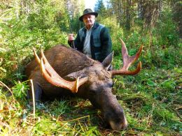 Охота на лося на реву 2009
